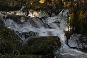 river in the forest