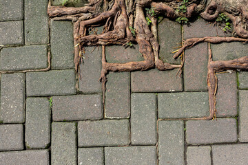 Long Tree Roots Growing Above the Surface of Paving © LerzyLens