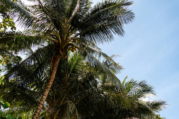 coconut palm trees