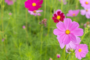 Beautiful cosmos flowers in the cosmos flower garden (Cosmos bipinatus cosmos)