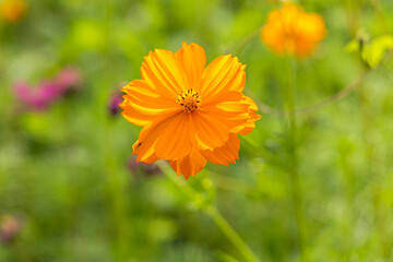 Beautiful cosmos flowers in the cosmos flower garden (Cosmos bipinatus cosmos)