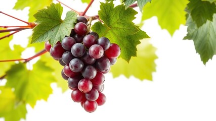 red grapes on a branch with leaves isolated on white background, garden, fruit arrangement