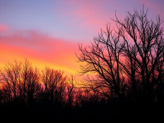 Obraz premium Trees stand like skeletal fingers against a sky ablaze with hues of twilight orange and pink, twilight, autumnal, darkening light