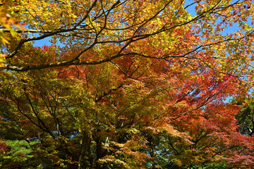 Fototapeta premium 富山市・寺家公園の紅葉・名所