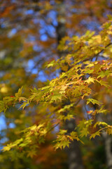富山市・寺家公園の紅葉・名所