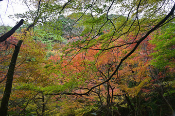 富山市・寺家公園の紅葉・名所