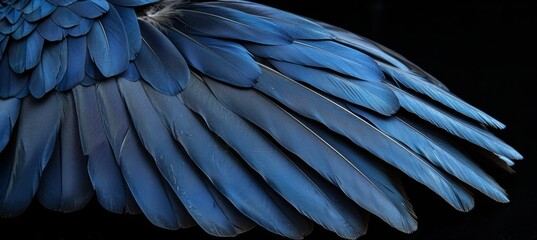 Obraz premium Elegant abstract wallpaper featuring a stunning background of dark black feathers