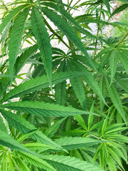 Large amounts of wild cannabis along the banks of the Sacred River.