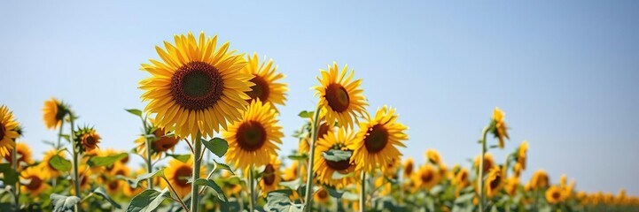 Obraz premium A field of tall sunflowers swaying gently in the breeze on a warm sunny day in July, gentle breeze, summer field, blooming flowers