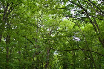 Fototapeta premium New Green Trees in Summer Landscape