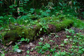 Obraz premium Moss on fallen tree trunk