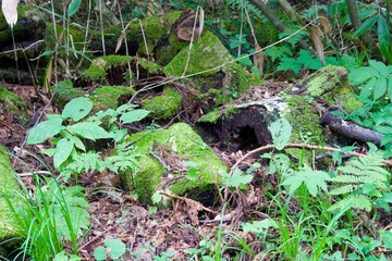 Moss on a rotting tree trunk