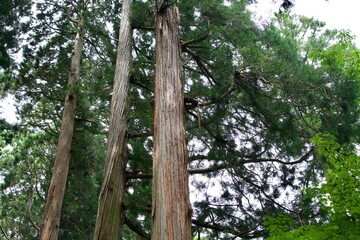 Fototapeta premium Cedar tree at Togakushi Shrine in summer