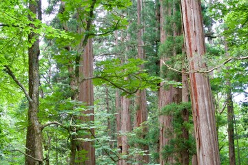 Scenery of cedar forest on the approach to Togakushi Shrine