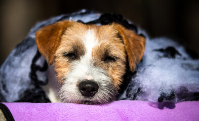 autumn portrait of Jack Russell Terrier