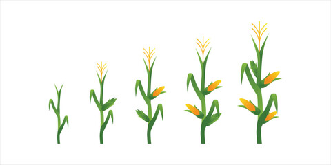 Lush Green Corn Plant in Agricultural Field