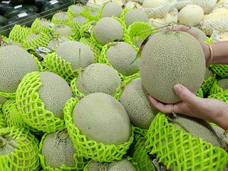 Melon on display at the local farmers market, display of cantaloupes in protective green nets at a grocery store. A person is holding one to inspect its quality.