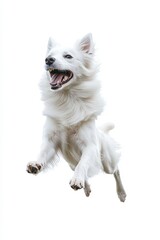 Fototapeta premium Happy white dog jumping in mid-air with joyful expression during playtime