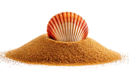 Sea Shells Resting on a Sand Pile Against a White Background
