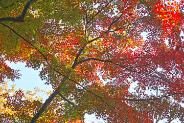 京都御苑の紅葉