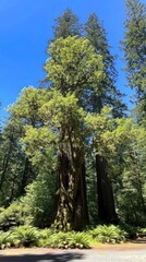 Fototapeta premium A towering redwood tree surrounded by lush greenery under a clear blue sky.