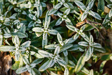 Fototapeta premium frozen plants in the garden