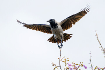 Obraz premium Wildlife - Birds. The hooded crow (Corvus cornix) is a Eurasian bird in the genus Corvus. It feeds on a wide variety of foods, including worms, carrions, fruit berries and seeds.