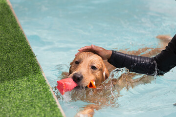 Happy smiling man with dog swimming and playing with toy in the swimming pool. Dog learning to swim...