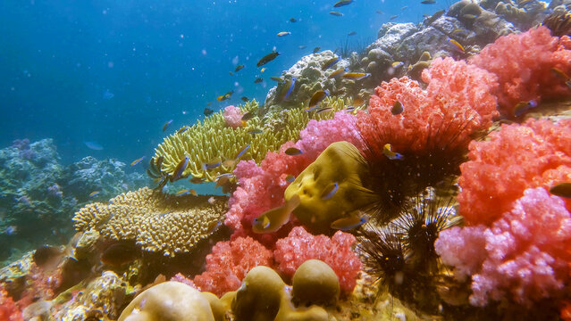 Coral diving spot on Koh Lipe, Thailand#1