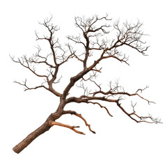 A tree with no leaves is shown on a white background Transparent Background