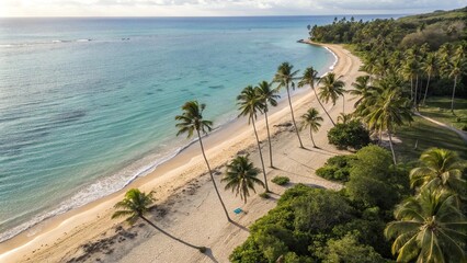 Fototapeta premium Overhead shot of a sandy beach with palm trees and calm ocean waters, ocean, horizon line, sandy