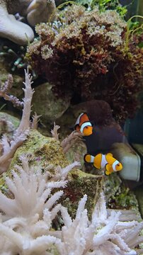 Clownfisch
