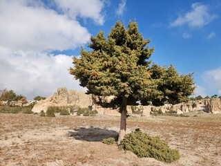 In autumn, the cade juniper tree (Juniperus oxycedrus) stands resilient and evergreen, its dense...