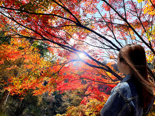 秋景色　紅葉から漏れる太陽の木洩れ日の光ともみじを眺める女性