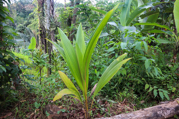 Obraz premium Coconut seedling (Cocos nucifera) growing in a lush tropical forest. Natural scene with green foliage and vibrant growth