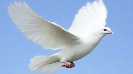 A pristine white dove soars gracefully against a clear cerulean sky.