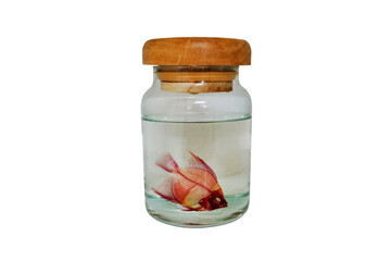 Colorful skeleton of angelfish in glycerin bottle isolated on white background. Clearing and...