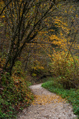 Obraz premium Scenic hiking nature trail path through autumn forest.