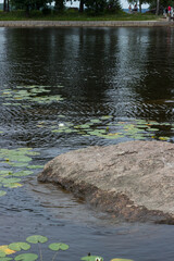 Lotus leaves on the water near the stone