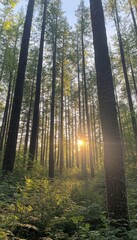Obraz premium A serene forest scene at sunset, with tall trees and soft light filtering through the foliage.