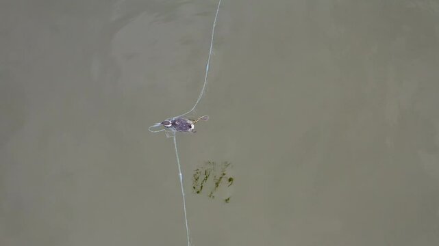 Water bird die in fishing nets. A bird got entangled in a fishing net at sea. Conflict between nature conservation and economic activity.