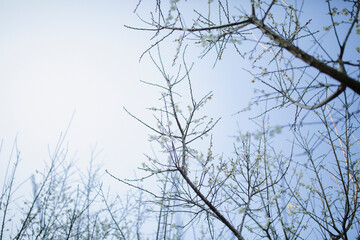 Japanese Cherry Blossom 3