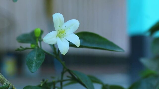The Elegance of White Kamini Flowers in the Garden