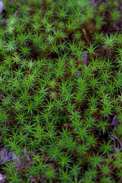 Green plant texture polytrichum commune.