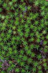 Fototapeta premium Green plant texture polytrichum commune.