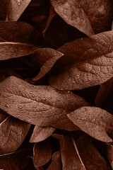 Leaf with water drops. Mocha Mousse texture abstract background. Color of the Year 2025 Mocha Mousse color. Chocolate or Brown Background