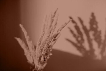 Dried Flowers for decoration with Empty Wall in Minimal Style. Natural Shadow. Color of the Year 2025 Mocha Mousse color.
