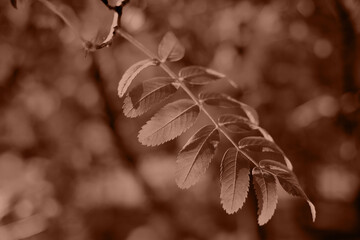 Leaves on the sun. Color of the Year 2025 Mocha Mousse color. Chocolate or Brown Background