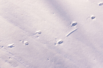 Gazelle tracks on white snow. Azerbaijan.
