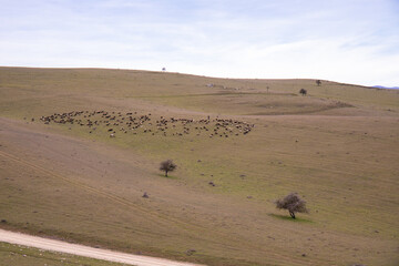 A herd of sheep grazes in the mountains.